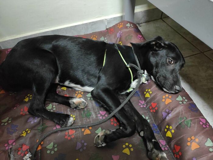 Home Camera Caught This Owner And Dog's Adorable Nighttime Routine, And The Video Of It Went Viral Home Camera Caught This Owner And Dog's Adorable Nighttime Routine, And The Video Of It Went Viral