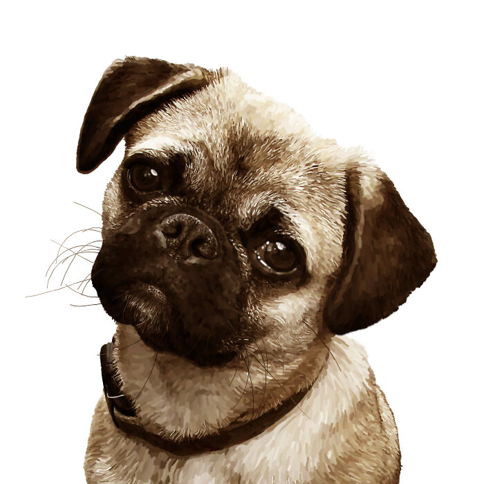 Animals, Wildlife And Nature Illustrations (9 Pics)