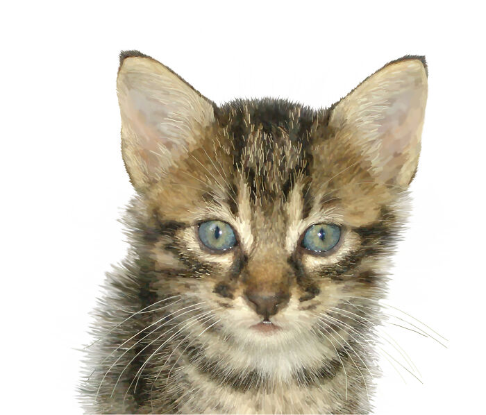 Animals, Wildlife And Nature Illustrations (9 Pics)