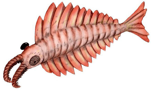 Anomalocaris-62205b6818a05.jpg