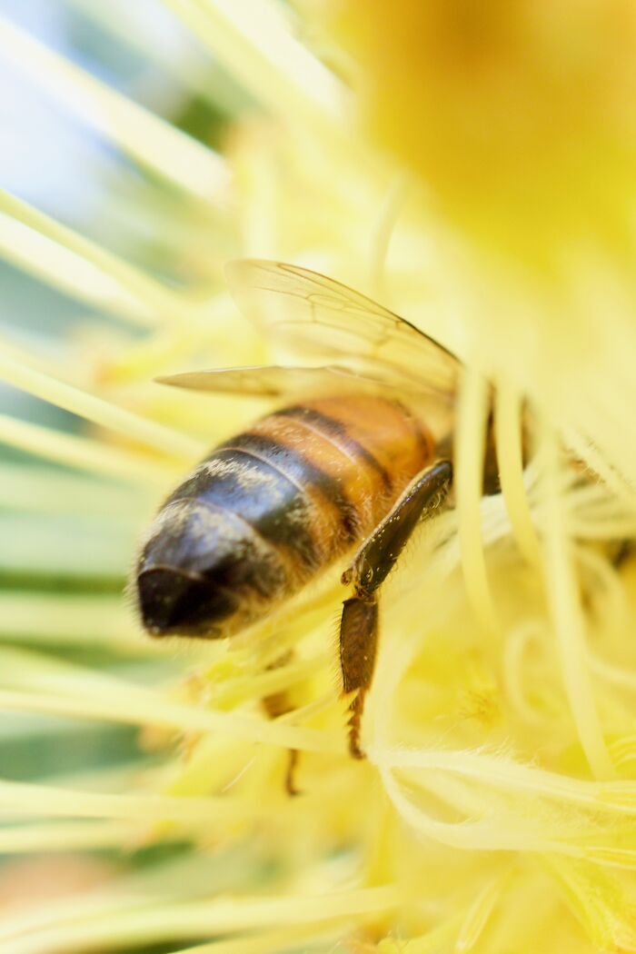 Close-up of a bee collecting nectar on a vibrant yellow flower, showcasing nature photography capturing light details.