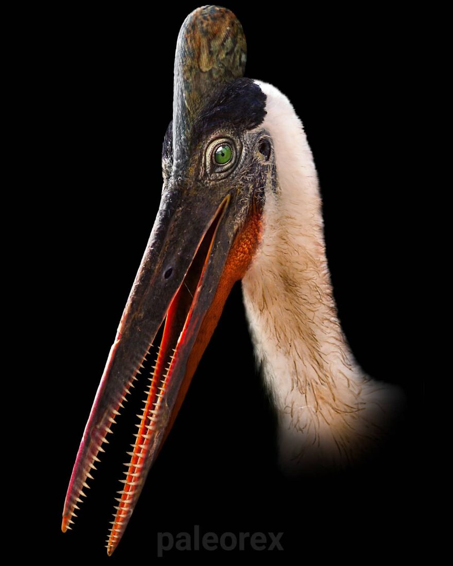 Realistic illustration of an extinct animal showing detailed features and textures in vibrant colors against a black background.