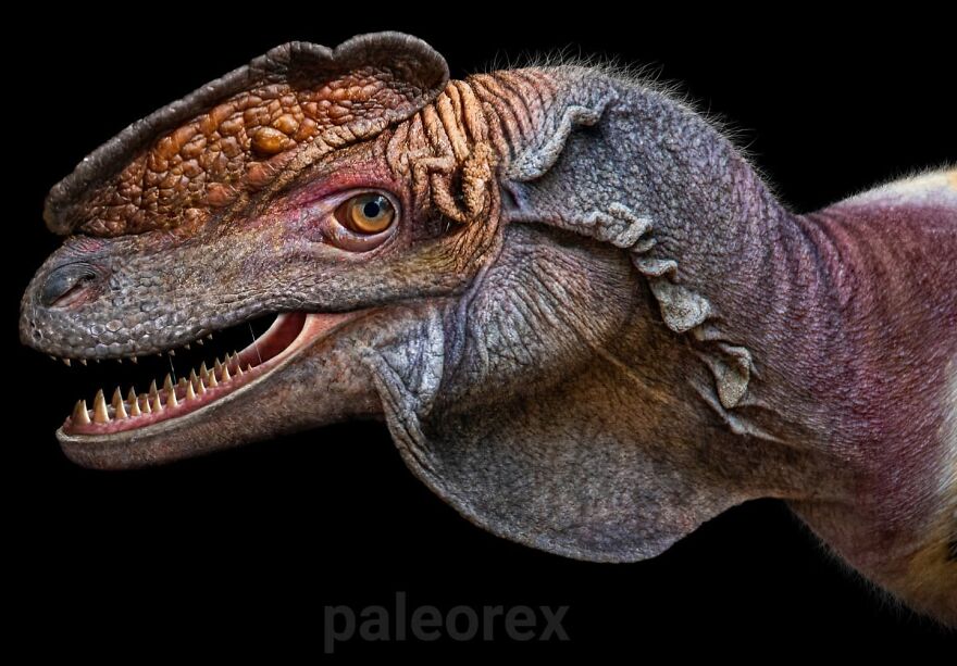 Proceratosaurus