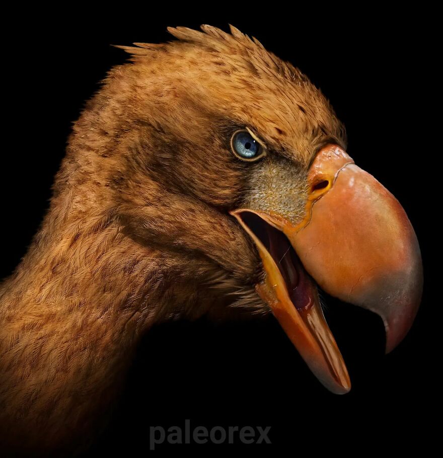 Detailed digital illustration of an extinct animal showing realistic feathers and beak in vivid colors against a black background.