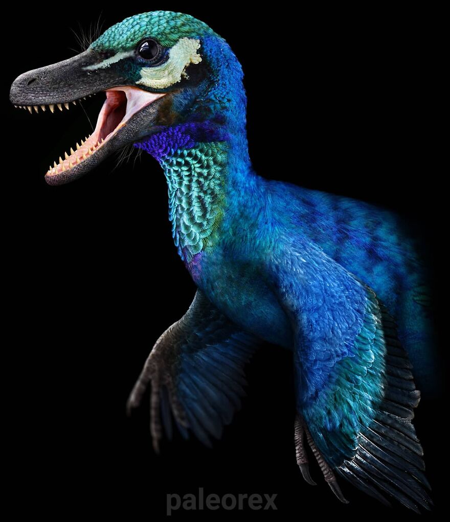 Colorful extinct animal illustration showing a detailed blue feathered dinosaur with sharp teeth on black background
