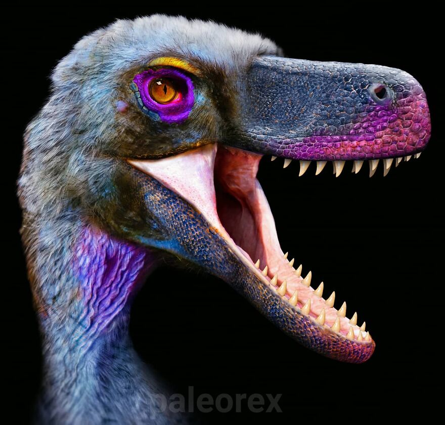 Velociraptor