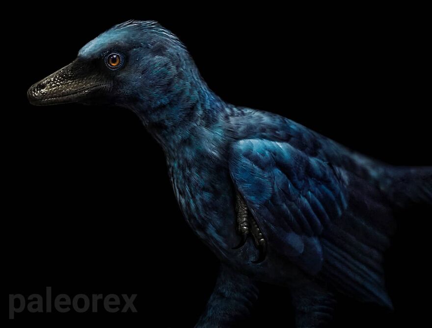 Realistic illustration of an extinct animal with blue feathers and detailed textures against a black background.