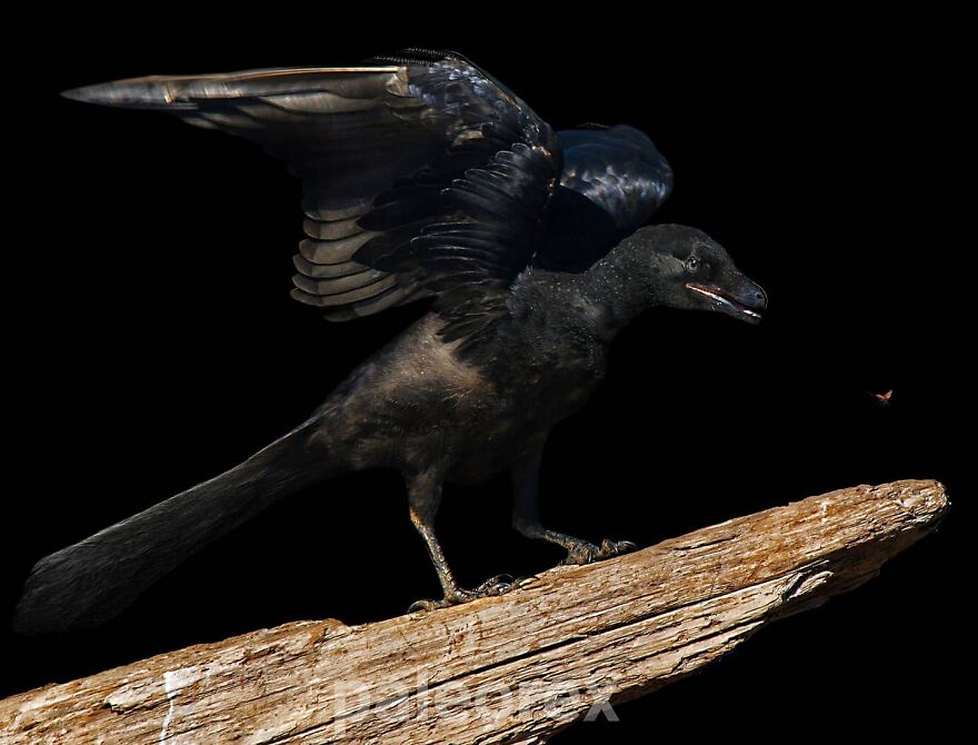 Illustration of an extinct animal resembling a prehistoric bird perched on a branch against a black background.