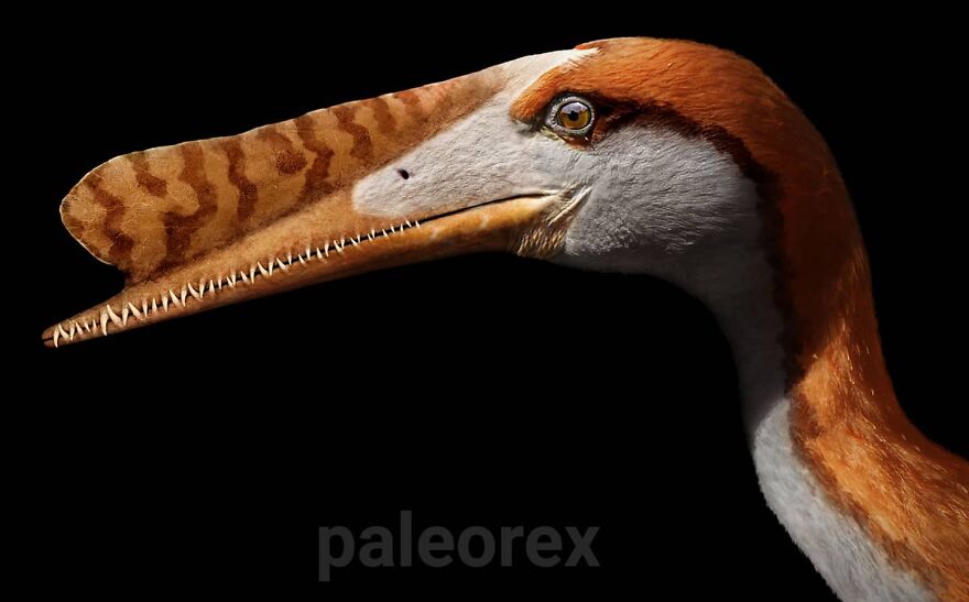 Illustration of an extinct animal showing detailed features of a prehistoric bird with a long, toothed beak.