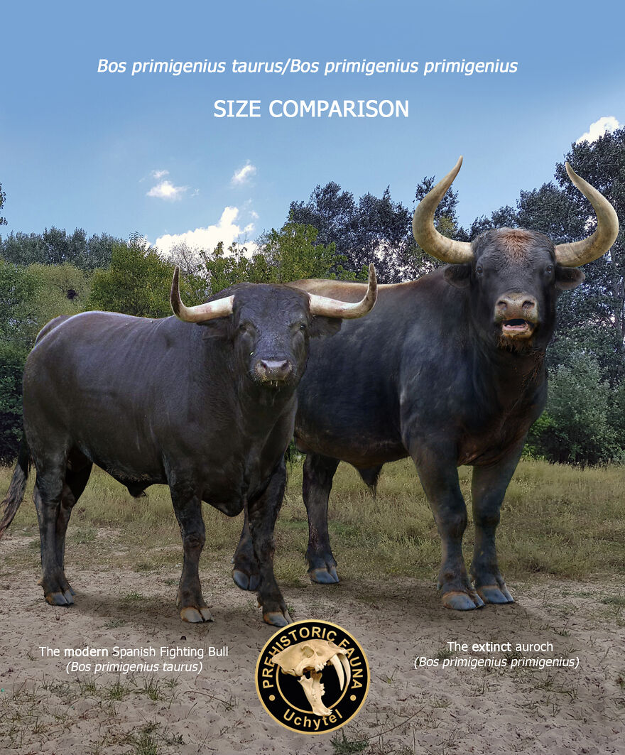 Artist Continues To Make Comparisons Between The Sizes Of Prehistoric Animals And Their Modern Relatives (20 New Pics)