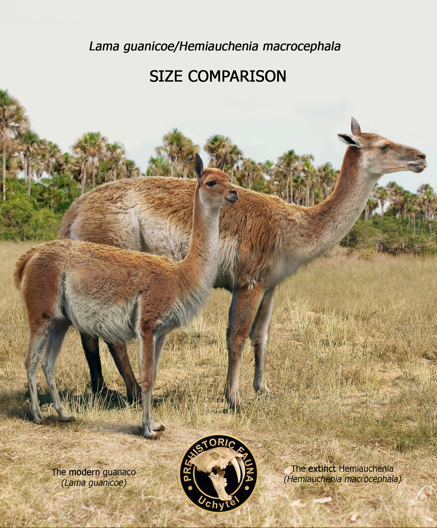 Artist Continues To Make Comparisons Between The Sizes Of Prehistoric Animals And Their Modern Relatives (20 New Pics)