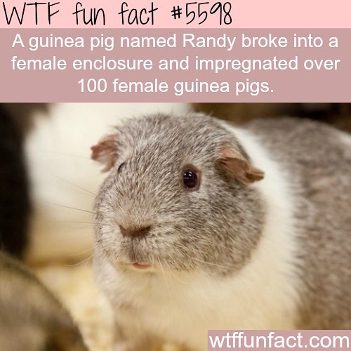 Weird-Fun-Facts