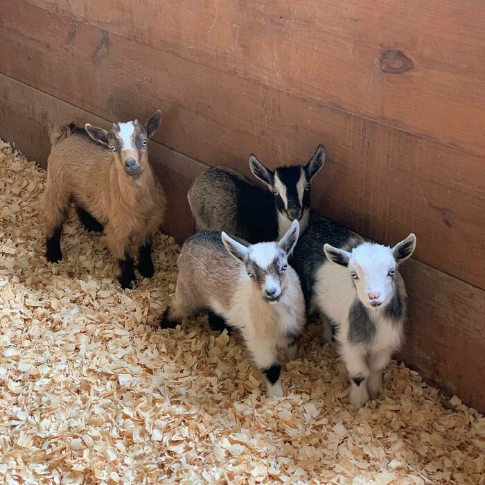 The Gang’s All Here! Introducing Vincent Van Goat, Savannah, Gypsy, And Cookie