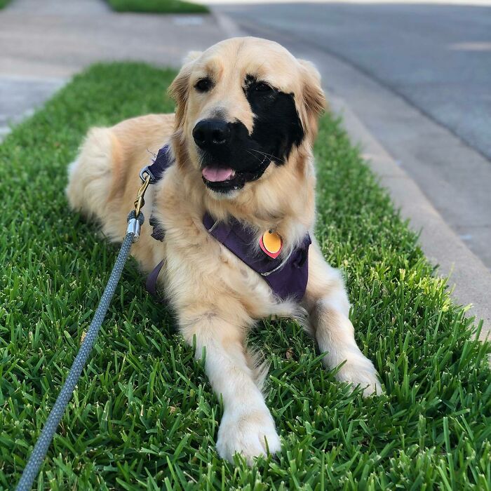 A Golden Retriever With A Rare Black Patch On Its Face