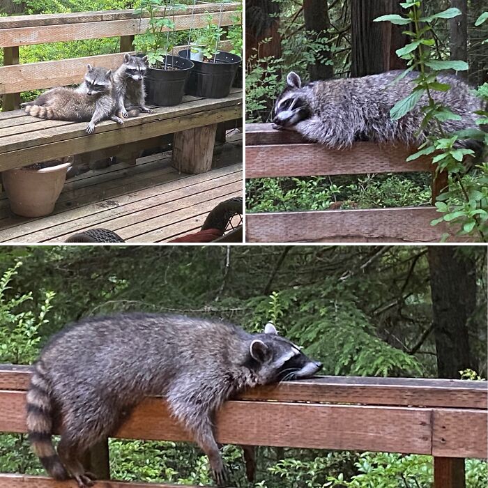 I Think This Belongs Here… Raccoons Being Derpy On My Deck.