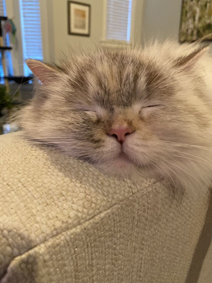 Cat Nap After Her Catnip