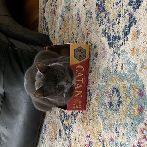 merylscholfield avatar