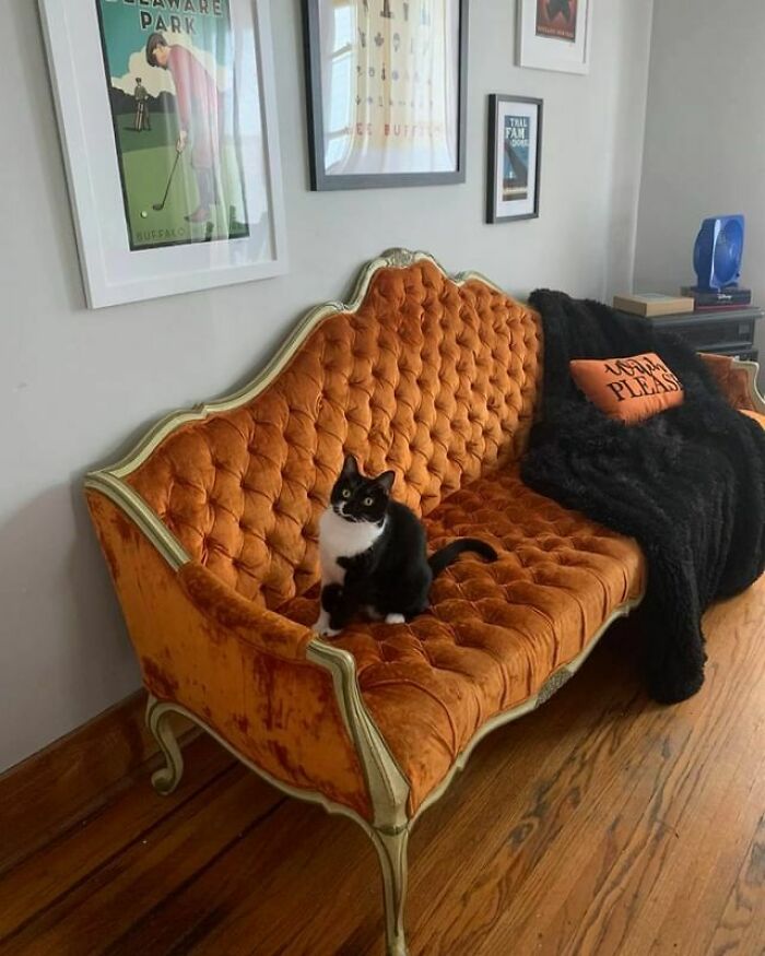 "Sharing My Most Prized Possession: A Thrifted Vintage Bright Orange Couch That Our Cat Moo Moo Has An Emotional Attachment To 😅"