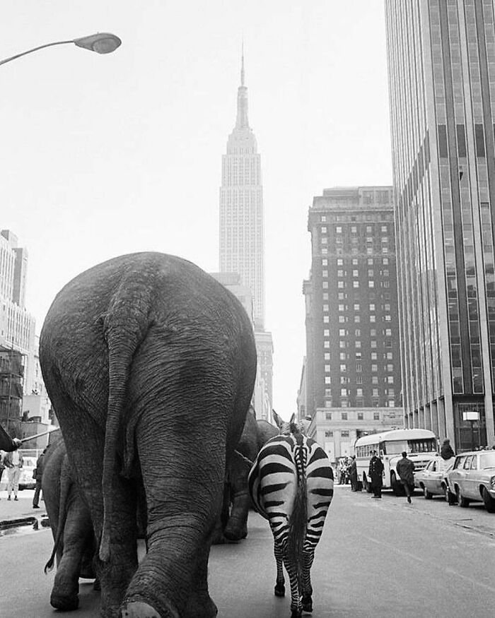 A Troupe Of Elephants And A Zebra Strut Down 33rd Street For The Arrival Of Ringling Brothers And Barnum & Bailey Circus // Manhattan, 1968