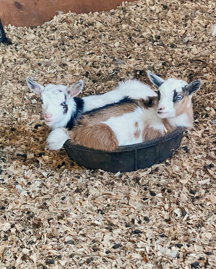 The Only Thing Cuter Than A Baby Goat Sleeping In A Feed Bucket Is Two Baby Goats Sleeping In A Feed Bucket! The Little Sisters Are Snuggled Up For Another Chilly Night