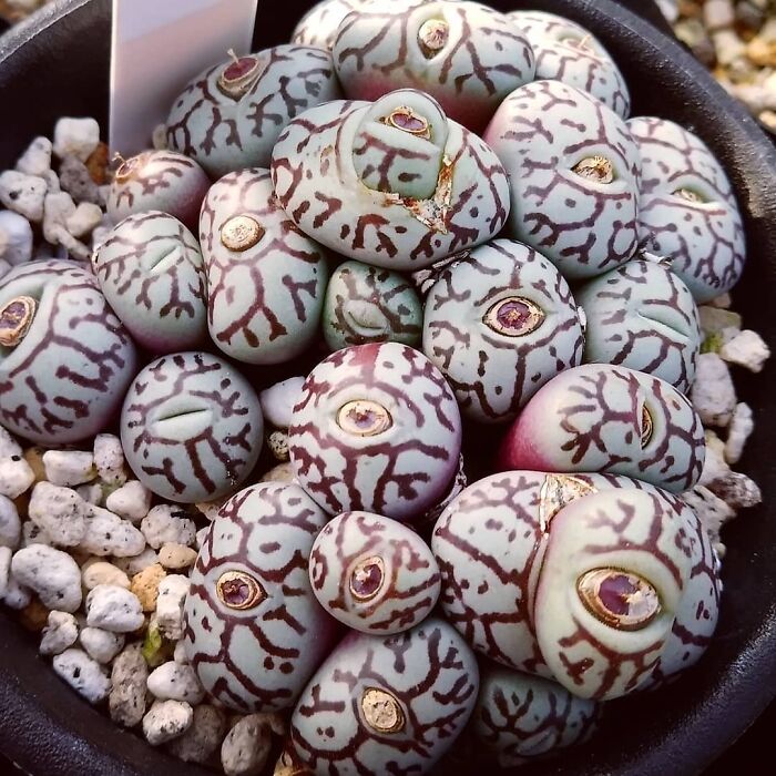 These Button Plants (Conophytum Wittebergense) Look Like Creepy Bloodshot Eyes