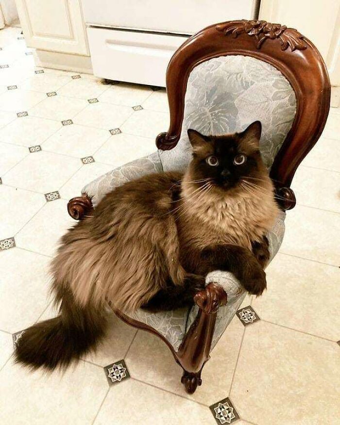 I Found This Fantastic Antique Salesman’s Sample Chair Off Of Facebook Marketplace A Few Months Back. I Knew What I Needed To Do.august, My Himalayan, Also Knew What He Needed To Do