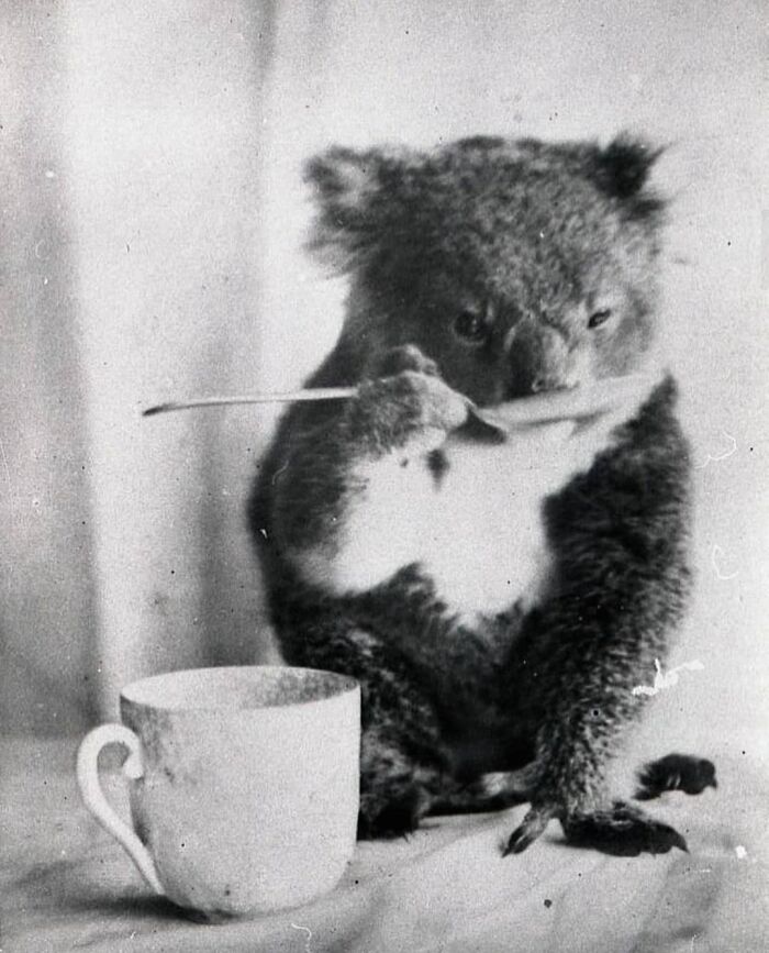 A Koala Drinks From A Spoon, Australia, 1900