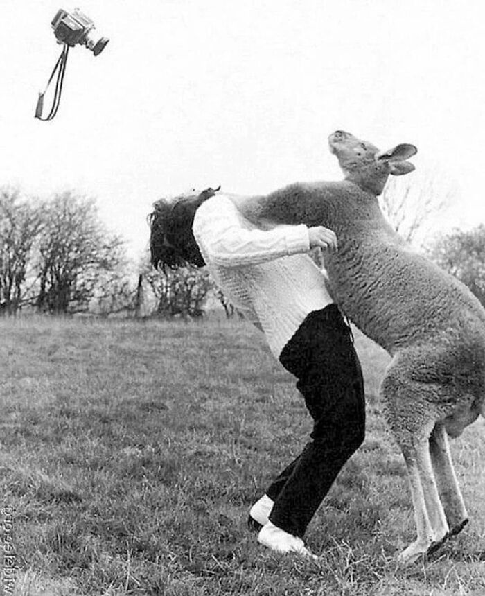 Kangaroo Hits A Photographer For Trying To Photograph Him, 1967, England