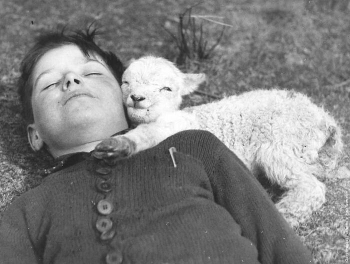 A Newly-Born Lamb Snuggles Up To A Boy, 1940