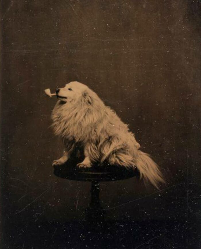I Find Comfort Knowing That More Than 140 Years Ago People Were Taking Silly Pictures Of Their Pets, 1875
