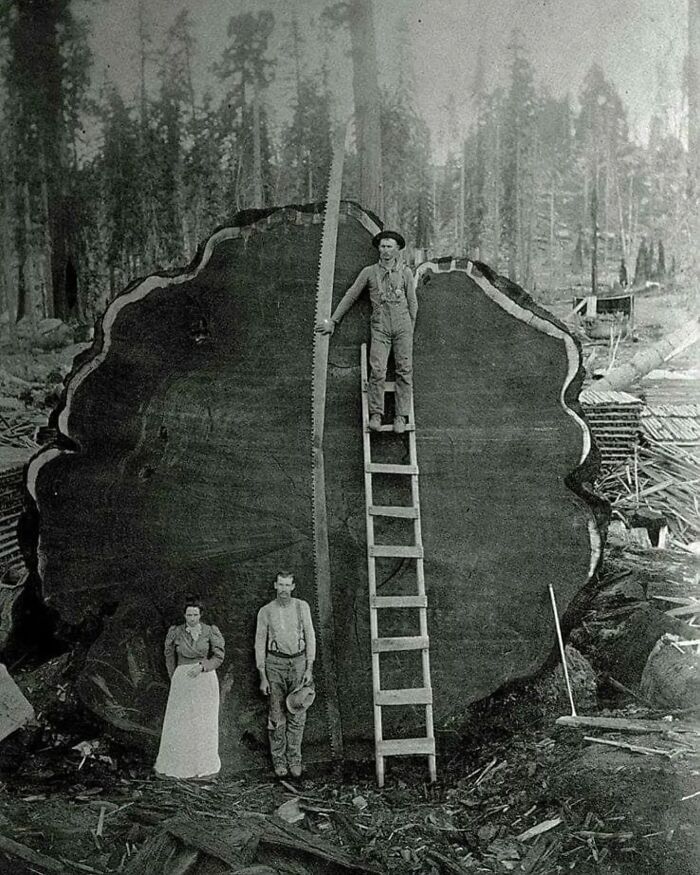 A Family Poses In Front Of "Mark Twain", The 1,341 Years Old, 331 Ft Tall Sequoia Tree, 1892