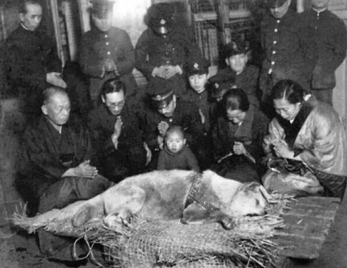 The Last Photo Taken Of Hachikō, A Japanese Akita Dog Remembered For His Unwavering Loyalty To His Owner