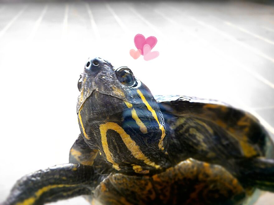 My Turtle Grimbart