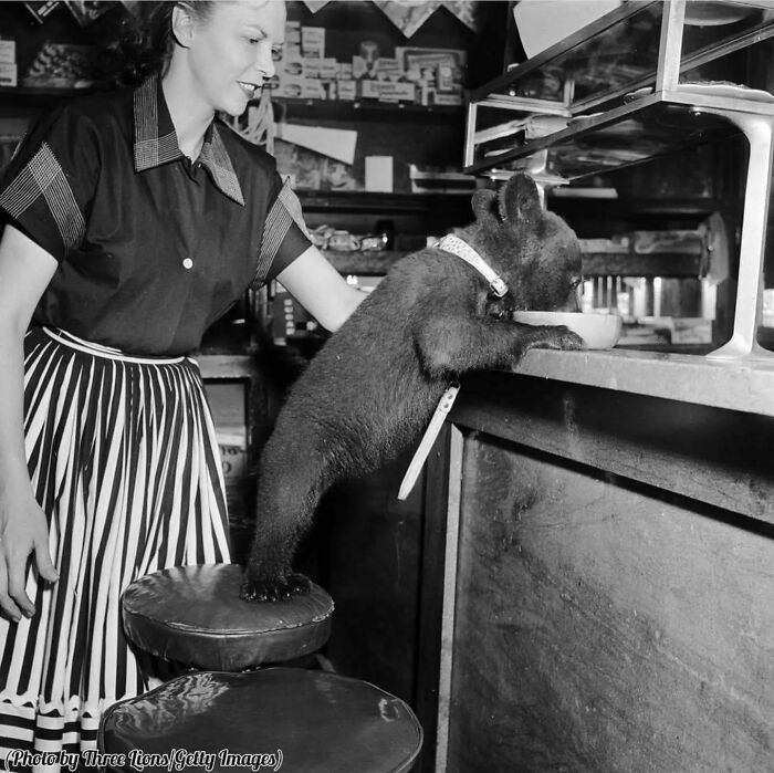 A Waitress Watching A Baby Bear Drink A Bowl Of Honey In A Cafe, 1950