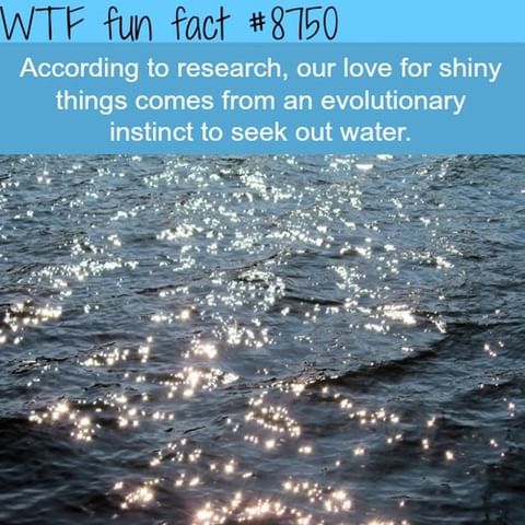This Definitely Explains My Shiny Object Syndrome. Who Else? 😂✨
.
daily Fun Facts @wtffunfacts
.
.
.
#wtffunfact #facto #factzoflife #factz💯 #factpage #truefacts💯 #freefacts #factsoninstagram #verifyfact #factlover #wtffunfacts #interesting #knowledges #dailyfact #allfacts #strangefacts #nowiknow #dailyfactsbox #knowledgebygoogle #thoughtprovoking #7facts #bigfact #mildlyinteresting #unbelivable #factsonly💯 #thecompletefacts #thefactmore #snapplefacts #uberfacts #theuntoldfact