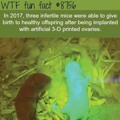These Scientific Breakthroughs Are Astounding. What Organ Replacement Do You Think Would Be Most Important? 🧠👀
.
daily Fun Facts @wtffunfacts
.
.
.
#wtffunfact #facto #factzoflife #factz💯 #factpage #truefacts💯 #freefacts #factsoninstagram #verifyfact #factlover #wtffunfacts #interesting #knowledges #dailyfact #allfacts #strangefacts #nowiknow #dailyfactsbox #knowledgebygoogle #thoughtprovoking #7facts #bigfact #mildlyinteresting #unbelivable #factsonly💯 #thecompletefacts #thefactmore #snapplefacts #uberfacts #theuntoldfact