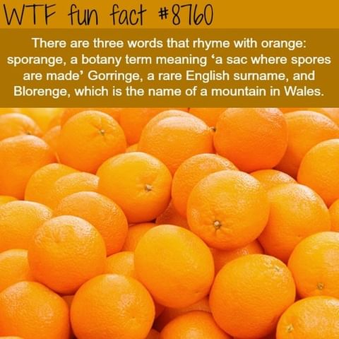 What Else You Got? 🍊🍊🍊
.
daily Fun Facts @wtffunfacts
.
.
.
#wtffunfact #facto #factzoflife #factz💯 #factpage #truefacts💯 #freefacts #factsoninstagram #verifyfact #factlover #wtffunfacts #interesting #knowledges #dailyfact #allfacts #strangefacts #nowiknow #dailyfactsbox #knowledgebygoogle #thoughtprovoking #7facts #bigfact #mildlyinteresting #unbelivable #factsonly💯 #thecompletefacts #thefactmore #snapplefacts #uberfacts #theuntoldfact