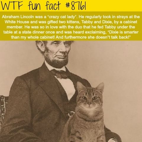 Can Someone Have Their Cat Run For President Next? 🐱🐅🐆
.
daily Fun Facts @wtffunfacts
.
.
.
#wtffunfact #facto #factzoflife #factz💯 #factpage #truefacts💯 #freefacts #factsoninstagram #verifyfact #factlover #wtffunfacts #interesting #knowledges #dailyfact #allfacts #strangefacts #nowiknow #dailyfactsbox #knowledgebygoogle #thoughtprovoking #7facts #bigfact #mildlyinteresting #unbelivable #factsonly💯 #thecompletefacts #thefactmore #snapplefacts #uberfacts #theuntoldfact