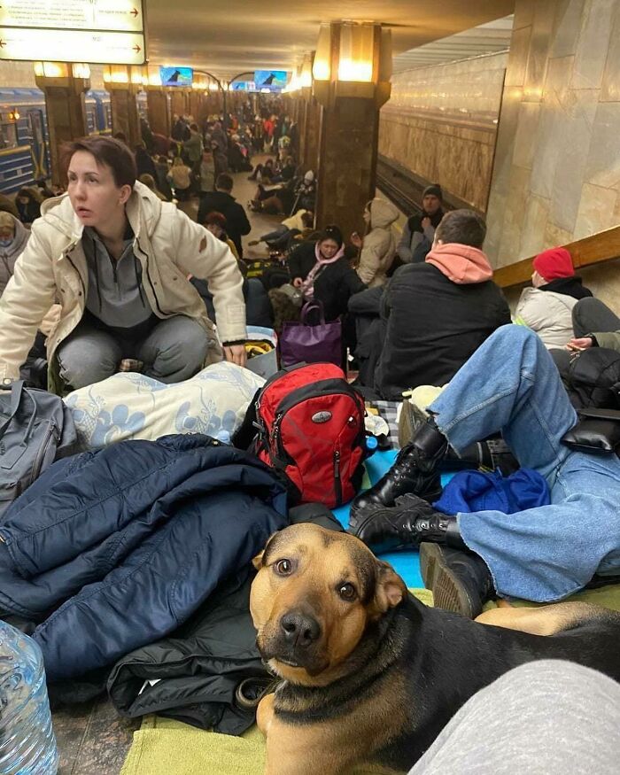 "7 Days Ago Everything Changed": This Is What It's Like To Live In The Kyiv Bomb Shelter When You’re A Cat "7 Days Ago Everything Changed": This Is What It's Like To Live In The Kyiv Bomb Shelter When You’re A Cat