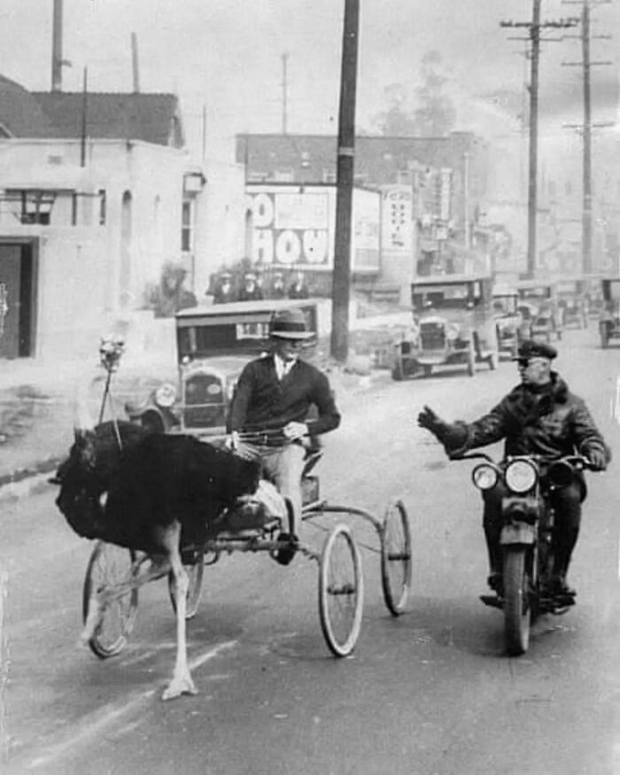 An Ostrich Carriage Being Stopped By The Police For Crossing The Speed Limit, Los Angeles, 1930