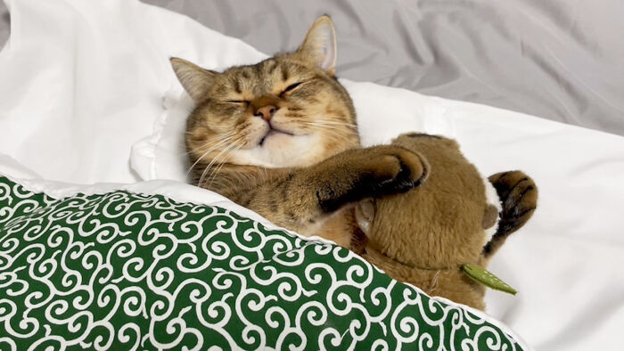 Se vuelve viral este gato con pantuflas hechas de su propio pelaje