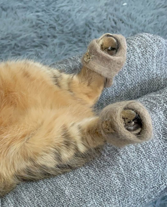This Cat In Slippers Made From Its Own Fur Is Going Viral