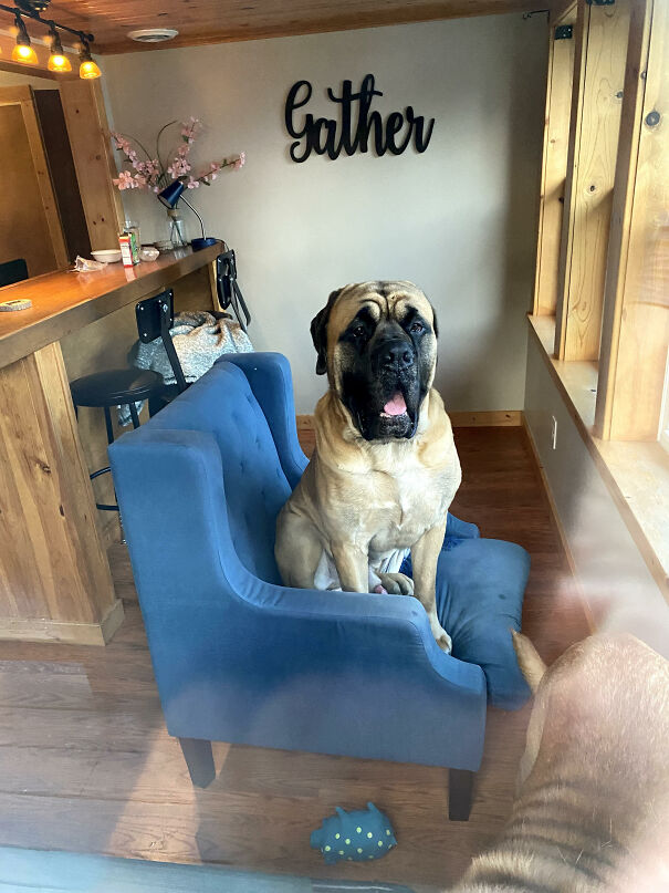 My Dogs Cooper And Teddy On Vacation (Cooper Is In The Chair)