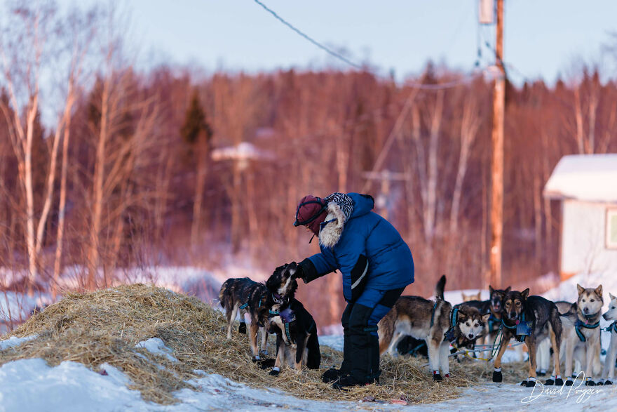 Cute Pictures Of This Year's Iditarod (15 Pics) Cute Pictures Of This Year's Iditarod (15 Pics)