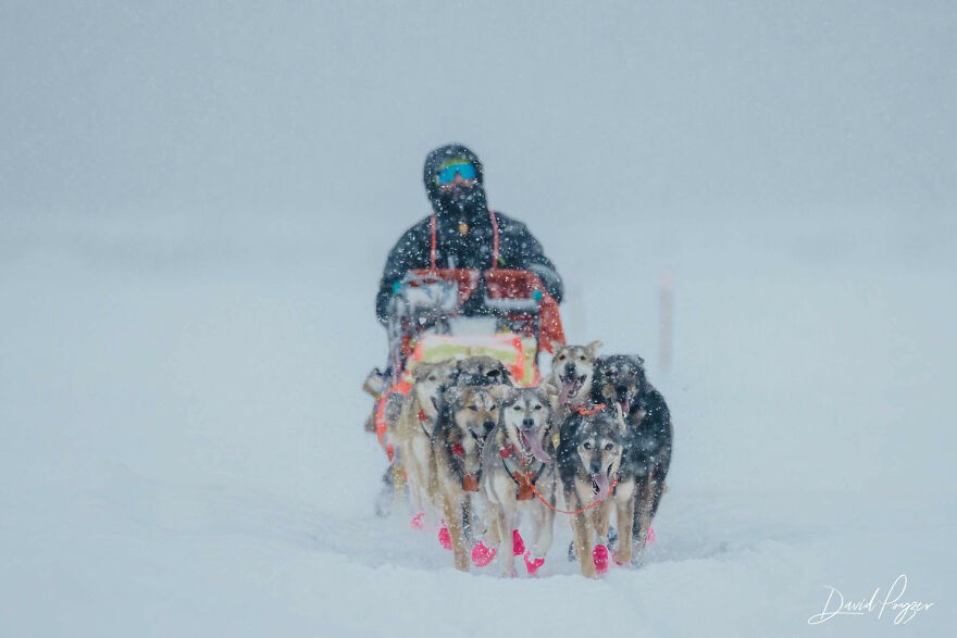 Cute Pictures Of This Year's Iditarod (15 Pics) Cute Pictures Of This Year's Iditarod (15 Pics)