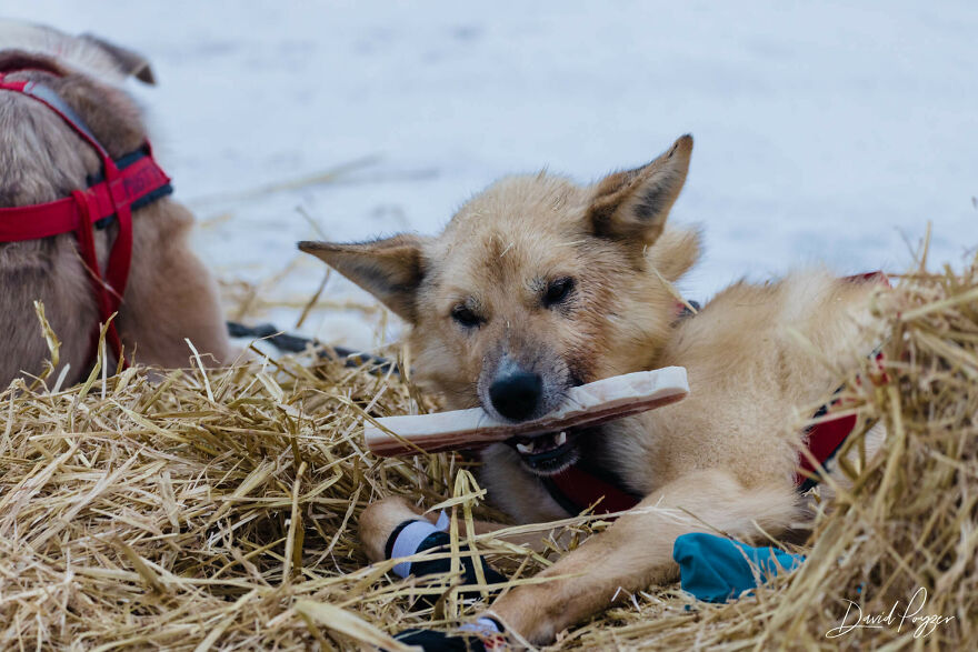 Cute Pictures Of This Year's Iditarod (15 Pics)
