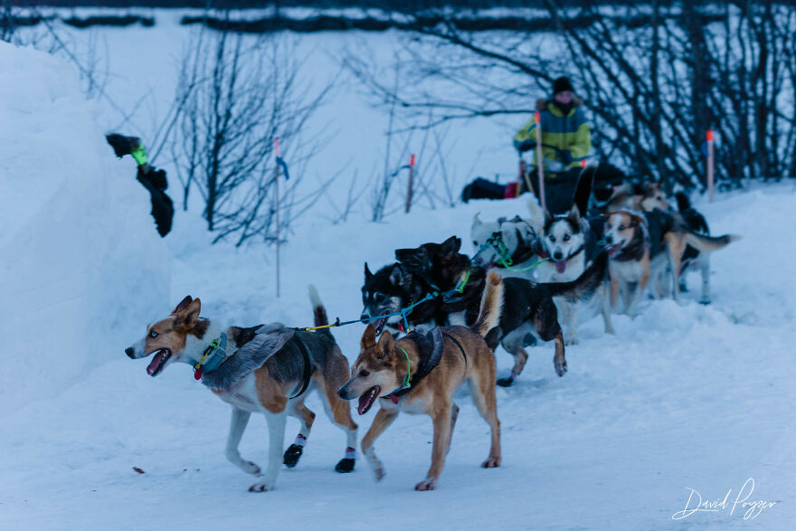 Cute Pictures Of This Year's Iditarod (15 Pics) Cute Pictures Of This Year's Iditarod (15 Pics)