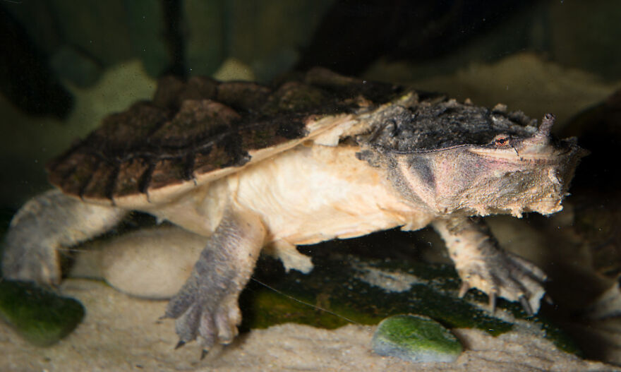 This Is A Matamata Turtle From The Smithsonian Zoo. I Didn't Take This Photo, But I've Seen This Matamata Before. Look At Their Malicious Smile. They're Plotting Something.