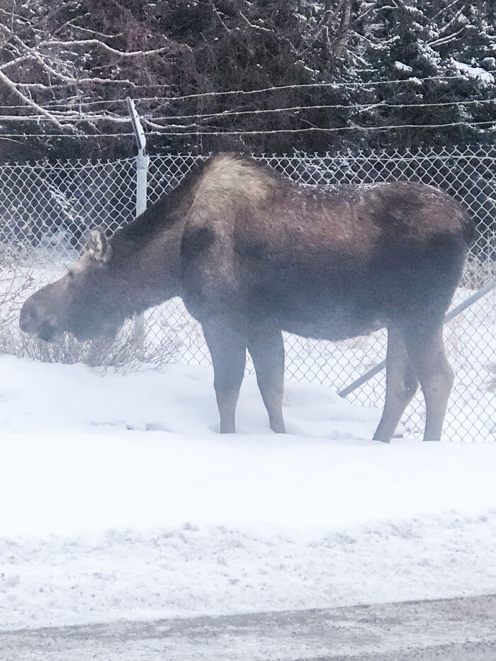 Also Cute Moose I Just Saw