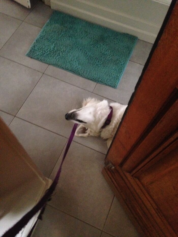 "Let’s Go For A Walk", "Nope"